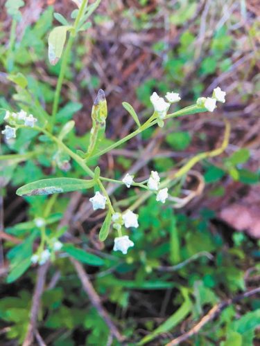 Efforts to eradicate invasive pests on Lanai are paying off